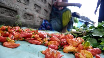 What happens if you eat old chili?