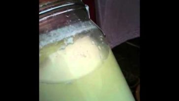 What happens if you incubate yogurt too long?