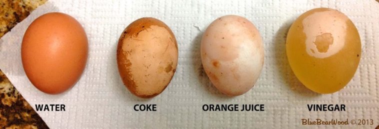 What happens if you put an egg in coke and vinegar?