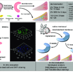 What happens in the process of decellularization?