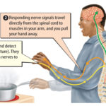 What happens when you season a pan?