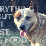 What homemade food can I give my dog for yeast infection?