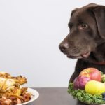 What human food can I mix with dog food?