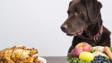What human food can I mix with dog food?