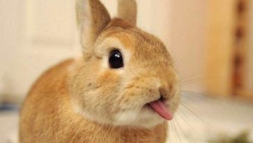 What is Coniglio mean?