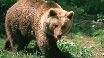 What is French pear?