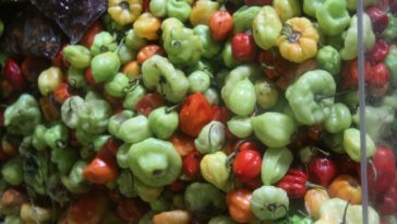 What is Puerto Rico's national fruit?