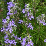 What is Rosemary alcohol used for?