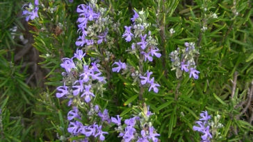 What is Rosemary alcohol used for?