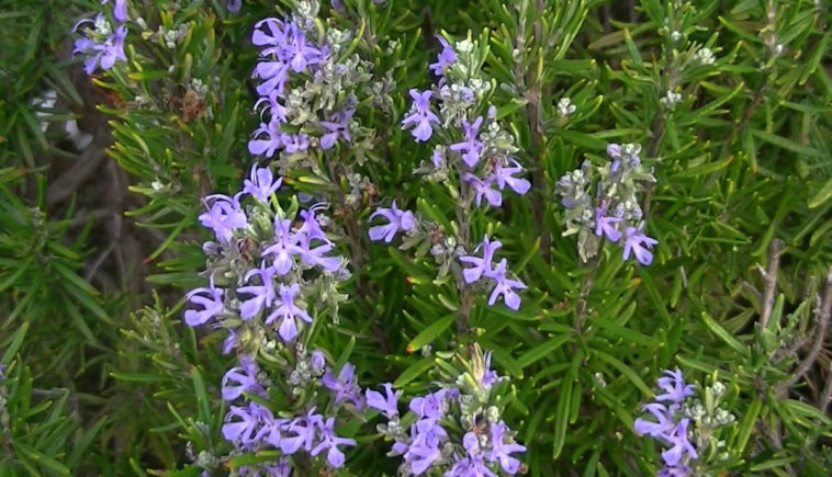 What is Rosemary alcohol used for?