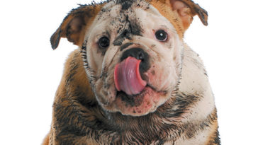 What is a dirty dog?