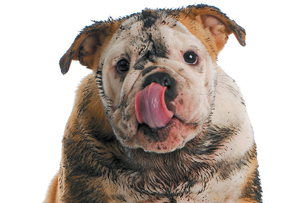 What is a dirty dog?