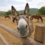 What is a donkey's life called?