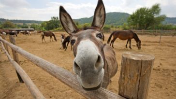 What is a donkey's life called?