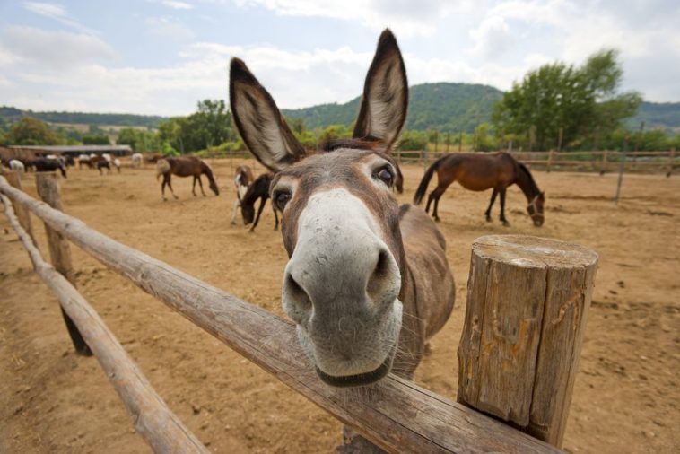 What is a donkey's life called?
