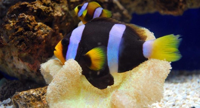 What is a female fish called?