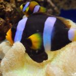 What is a female fish called?