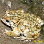 What is a fleas natural enemy?