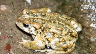 What is a fleas natural enemy?