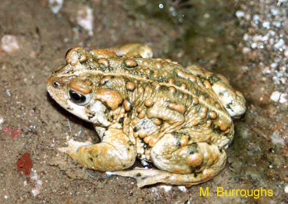 What is a fleas natural enemy?