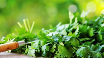 What is a good substitute for culantro?