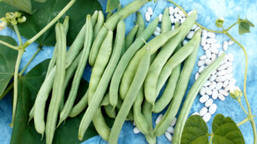 What is a half runner bean?