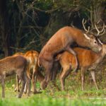 What is a hind deer?