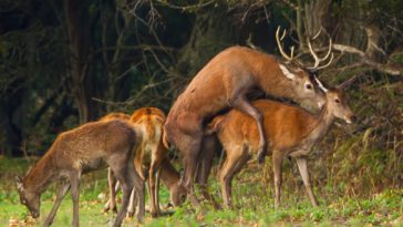 What is a hind deer?