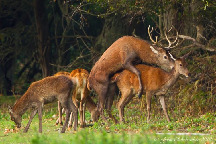 What is a hind deer?