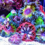 What is a rock flower anemone?