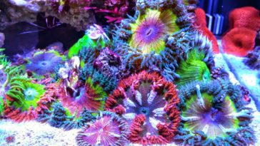 What is a rock flower anemone?