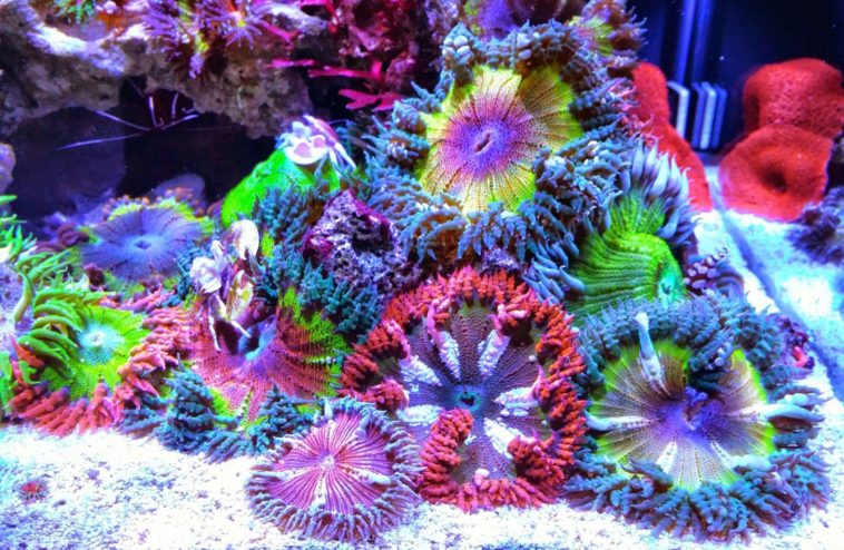 What is a rock flower anemone?