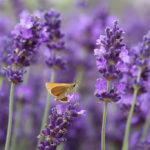 What is a substitute for lavender?