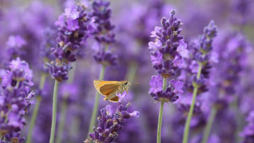 What is a substitute for lavender?
