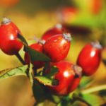 What is a substitute for rosehip oil?