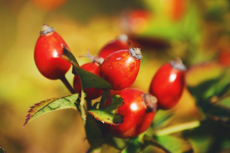 What is a substitute for rosehip oil?