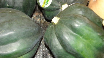 What is a white squash called?