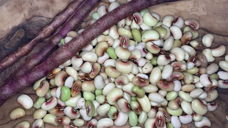 What is another name for purple hull peas?