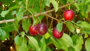 What is cherry plum good for?