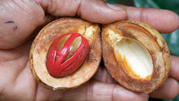 What is mace in cooking terms?