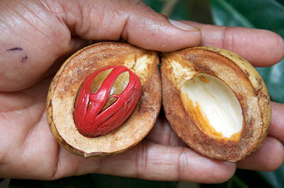 What is mace in cooking terms?