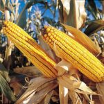 What is maize ear?