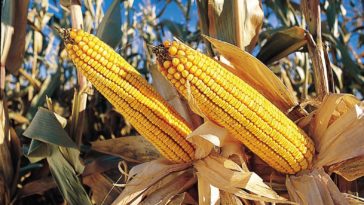 What is maize ear?
