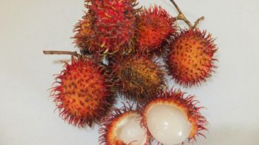 What is monkey apple good for?