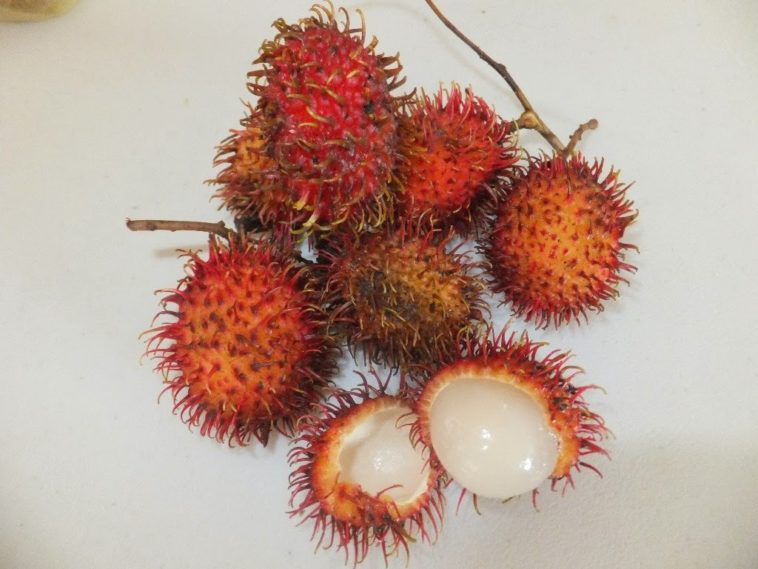 What is monkey apple good for?