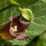 What is poisonous to chickens?