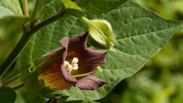 What is poisonous to chickens?