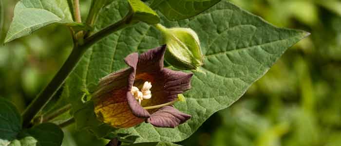 What is poisonous to chickens?