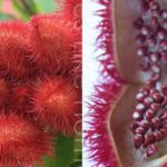 What is poor man's saffron?