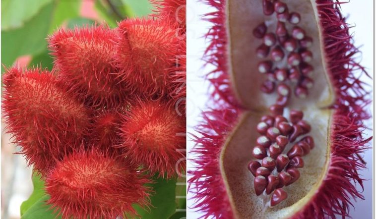 What is poor man's saffron?